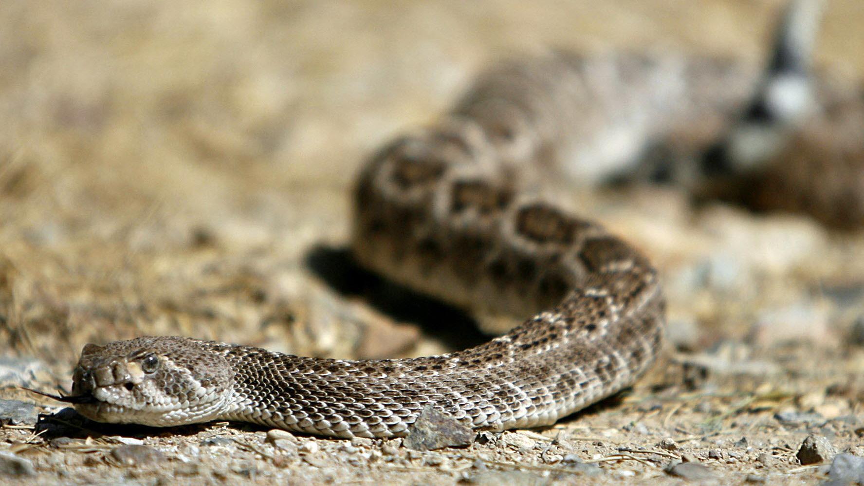10 tips for surviving rattlesnake season in Tucson